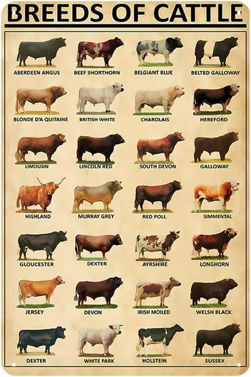 Breeds of Cattle Vintage Knowledge Poster – Cattle Breeds Chart Wall Art Print & Farmhouse Decor